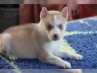 �istokrevn� Sibi�sk� Husky s PP