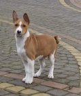 2 Basenji loveck tata muzy a zeni