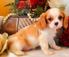 Krsn tata rodokmenu Cavalier King 