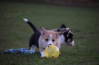 �t��ata., Pembroke Corgi 