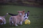 �t��ata., Pembroke Corgi 