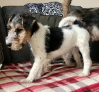 Foxteri�r �t��ata