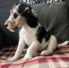 Foxteri�r �t��ata