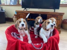 Kr�sn� �t��ata Beagle