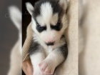 �istokrevn� Sibi�sk� Husky �t���tka s PP