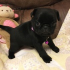 �ern� mops �t��ata na prodej.