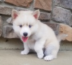 Kr�sn� psy Pomsky na prodej