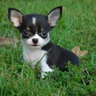 �t��ata mini �ivavy