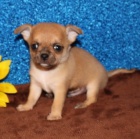 �t��ata mini �ivavy