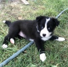 rozko�n� a miluj�c� �t���tka border koli� na prodej