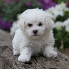 Zdrav� bi�onek na prodej