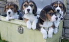 kr�sn� �t���tka Beagle na prodej