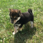 Zdrav� �t��ata Shiba Inu na prodej