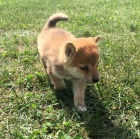 Zdrav� a o�kovan� �t��ata Shiba Inu na prodej