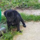 zdrav� a kr�sn� �t��ata �ern�ho mopsl�ka