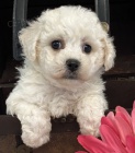 rozko�n� a miluj�c� �t��ata bichon frize na prodej