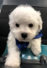 bichon frize �t��ata na prodej