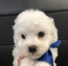bichon frize �t��ata na prodej