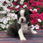 �t��ata bostonsk�ho teri�ra na prodej