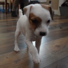 Kr�sn� jack russell psi na prodej