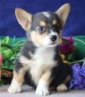 Cardigan Welsh Corgi pro nov domov 