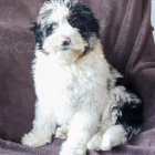 N�dhern� Mini Aussiedoodle