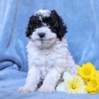 Sweet Poodle (hra�ka)