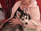 zdrav� sibi�sk� husky na prodej.