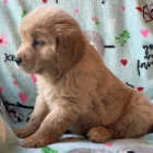 �t��ata zlat�ho retr�vra na prodej.