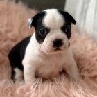 Dob�e hygienicky a soci�ln� vycvi�en� �t��ata bostonsk�ho teri�ra na prodej