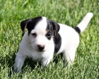 z�skejte ��asn� a zdrav� �t��ata jack russell na prodej.
