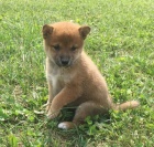 Rozkon miminka tata shiba inu na prodej