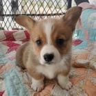 krsn a andlsk Pembroke Welsh Corgi tata tata na prodej.