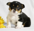 krsn a andlsk Pembroke Welsh Corgi tata tata na prodej.