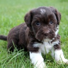 Havanese �t��ata na prodej.