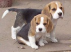 �pi�kov� �t��ata Beagle na prodej.