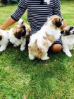 Slavnostn� shih tzu k dispozici