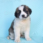 Rozko�n� svat� Bernard