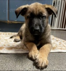 Belgick malinois tata