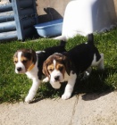 Kr�sn� �t��ata Beagle