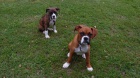 Boxer �t��ata k adopci
