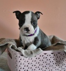 Sv�dn� bostonsk� teri�r