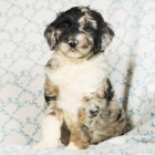 Nab�dka Bernedoodle