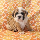 �t�n� anglick� buldok