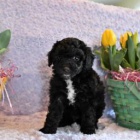 Jemn� Mini Aussiedoodle