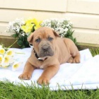 Sweet Cane Corso (italsk� doga)