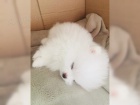  Pomeranian s PP~FCI ~ mu�i a �eny �t��ata na prodej