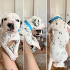 Dalmatsk� �t��ata jsou pro v�s p�ipravena