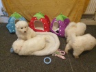 �istokrevn� samojed �t��ata k adopci
