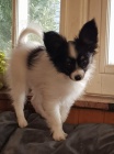 mini papillon tata k adopci